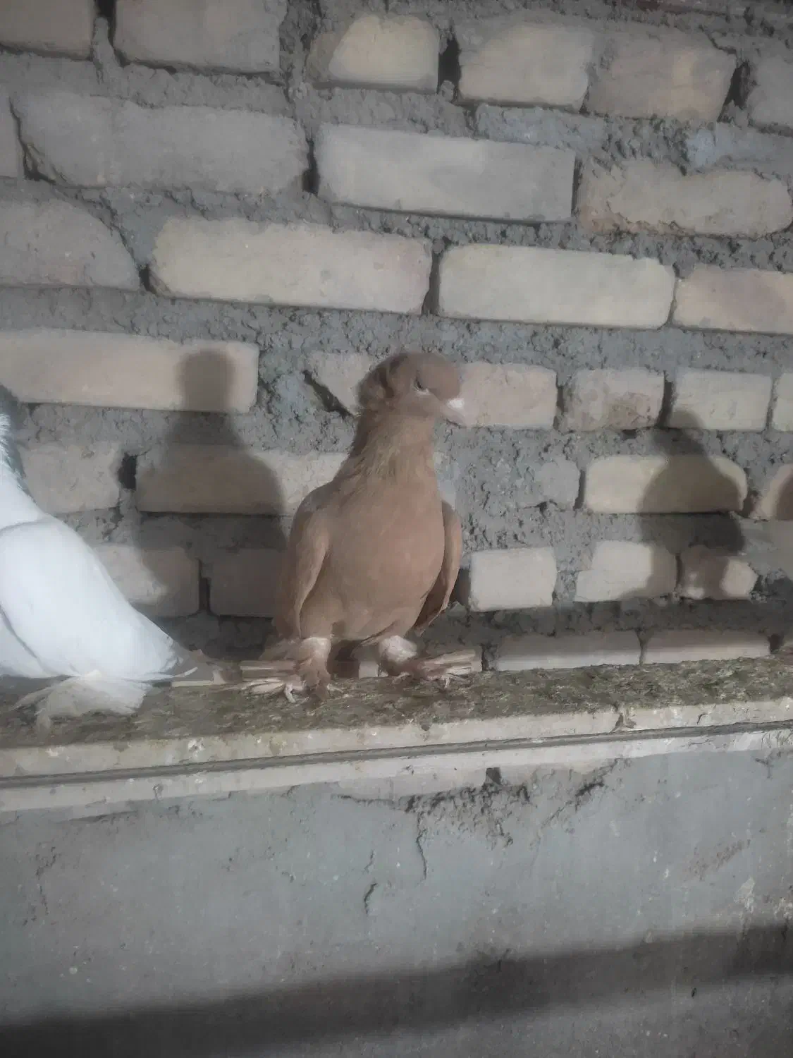 کبوتر|پرنده|تبریز, |دیوار