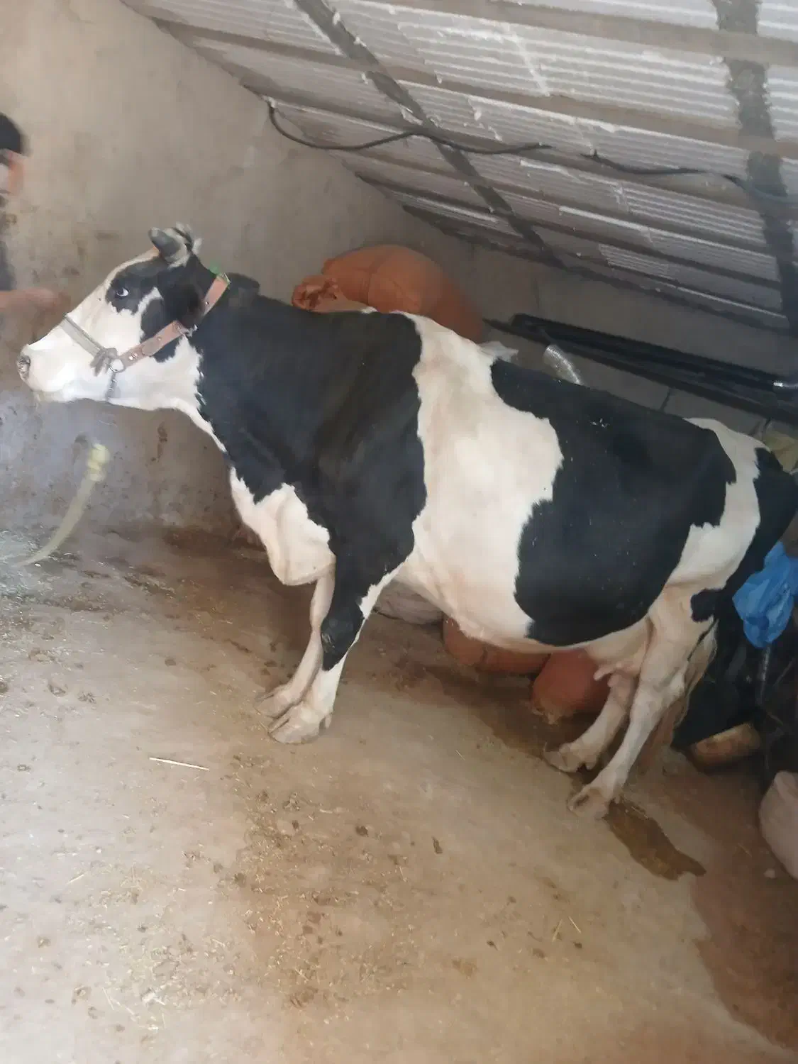 گاوسیمیتالجوان|حیوانات مزرعه|شباب, |دیوار