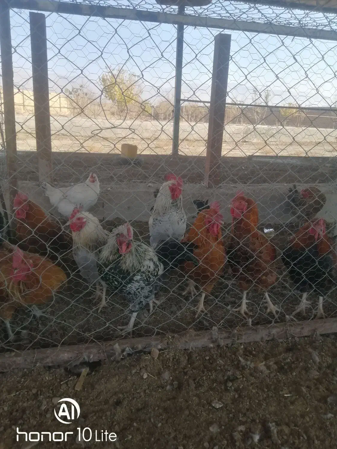 خروس محلی|حیوانات مزرعه|زبرخان, |دیوار