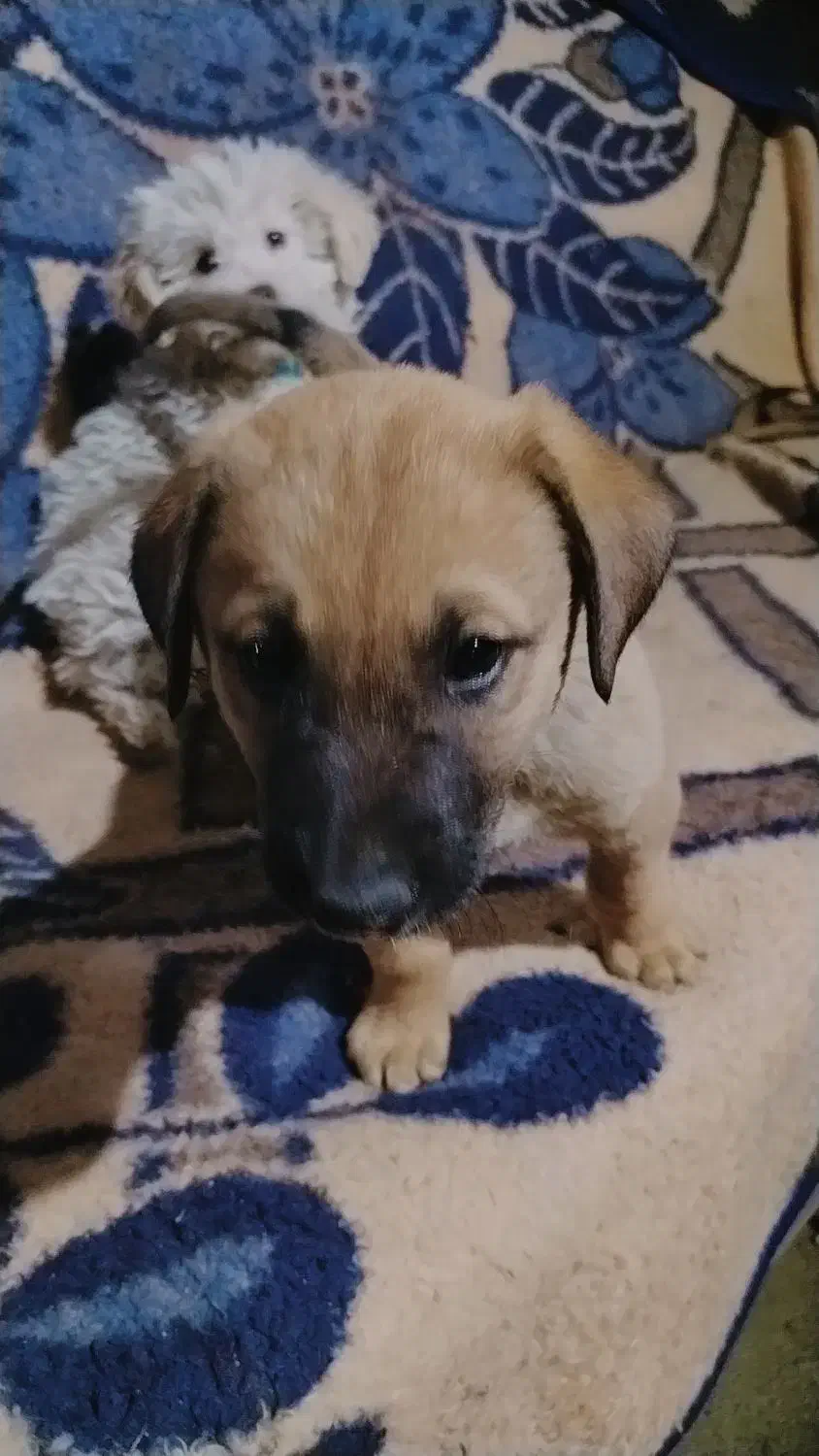 توله سگ سرابی اصل|سگ|بوکان, |دیوار