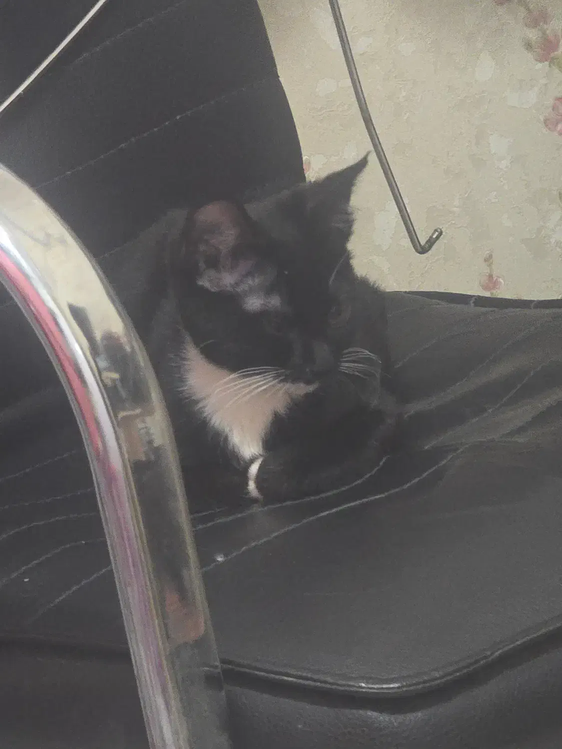 پپر خانم گمشده|حیوانات|یزد, |دیوار