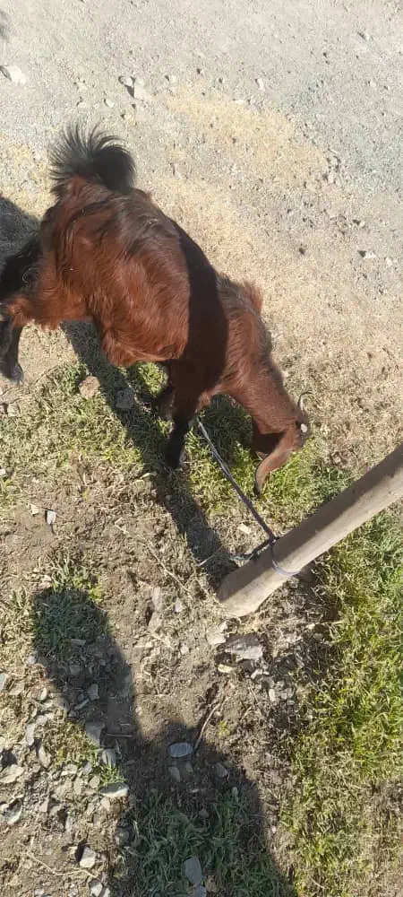 کهره ماده|حیوانات مزرعه|کهنوج, |دیوار