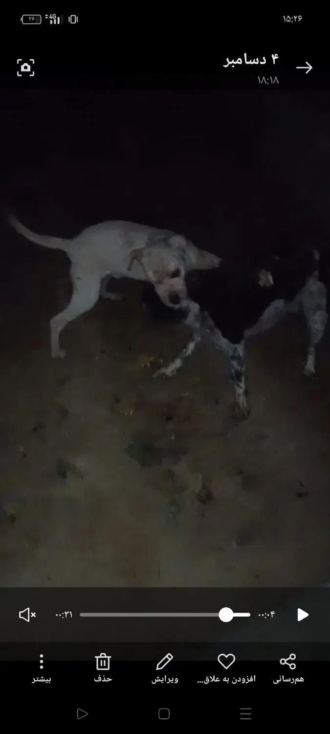 سگ داگو|سگ|ایلام, |دیوار