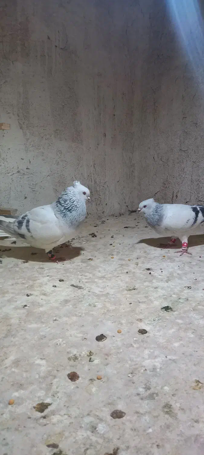 کبوتر دم سفید کربلایی|پرنده|تربت جام, بهشت نبی|دیوار