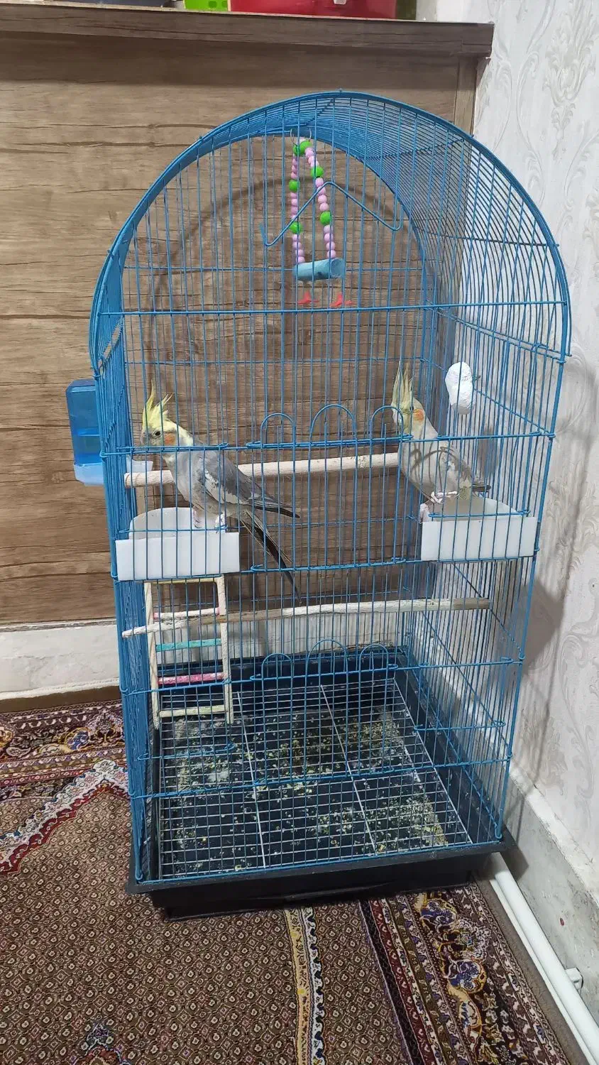 یک جفت عروس هلندی|پرنده|ساوه, |دیوار