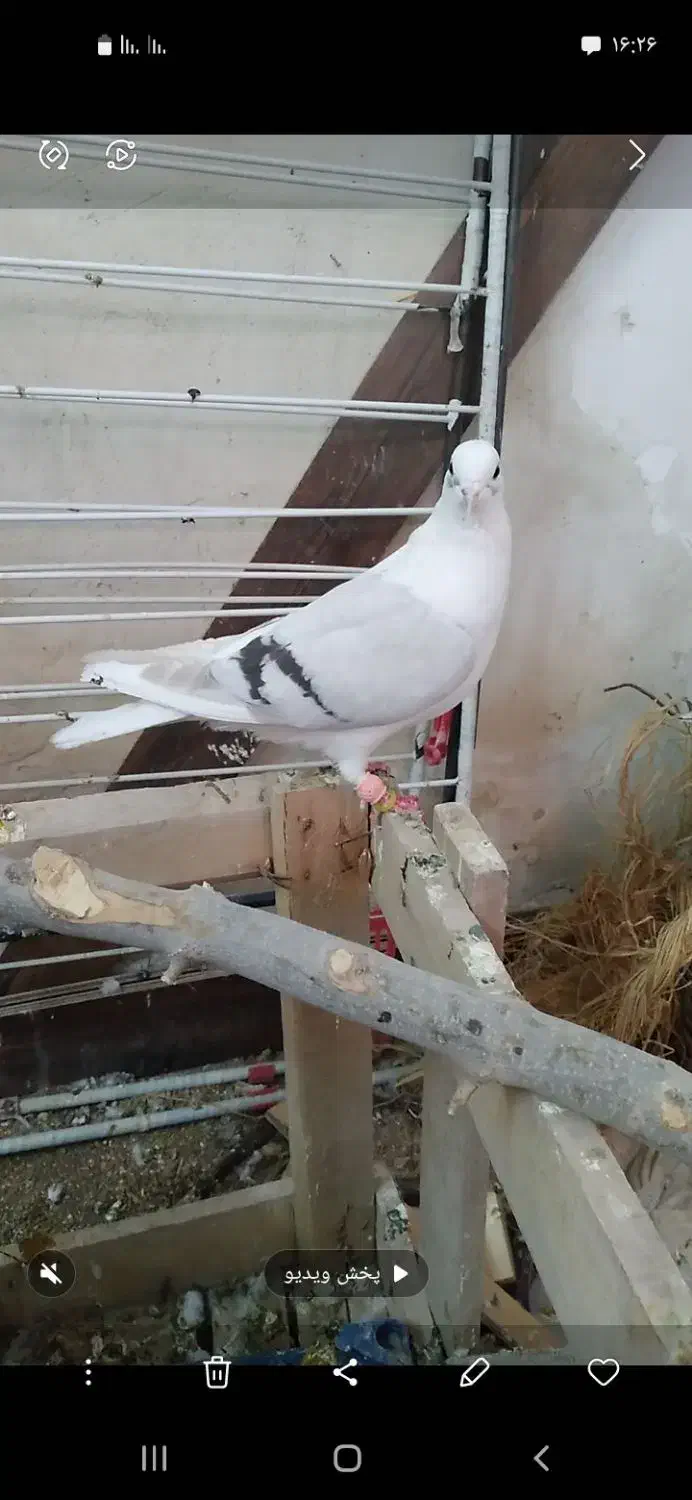 پشتدار کاغذی ماده|پرنده|تاکستان, |دیوار