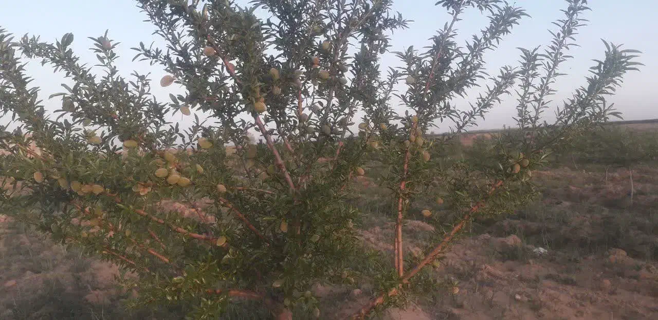 زمین کشاورزی|فروش زمین و ملک کلنگی|زاویه, |دیوار