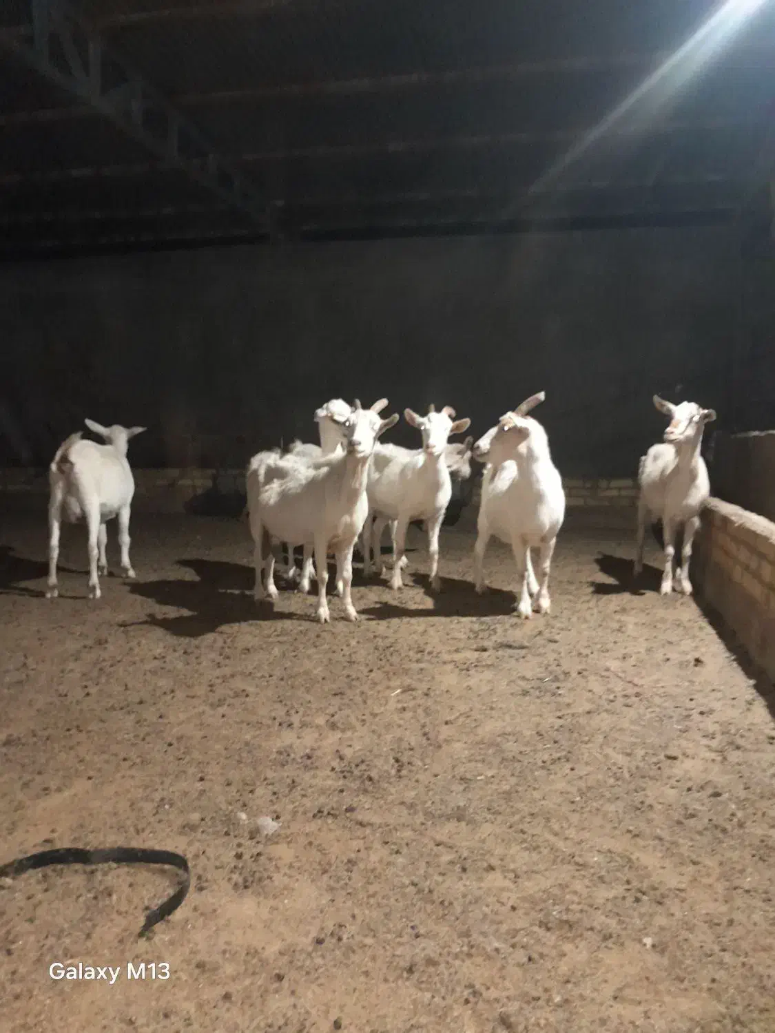 7 راس بز سانن درجه یک|حیوانات مزرعه|تربت جام, میان جام|دیوار