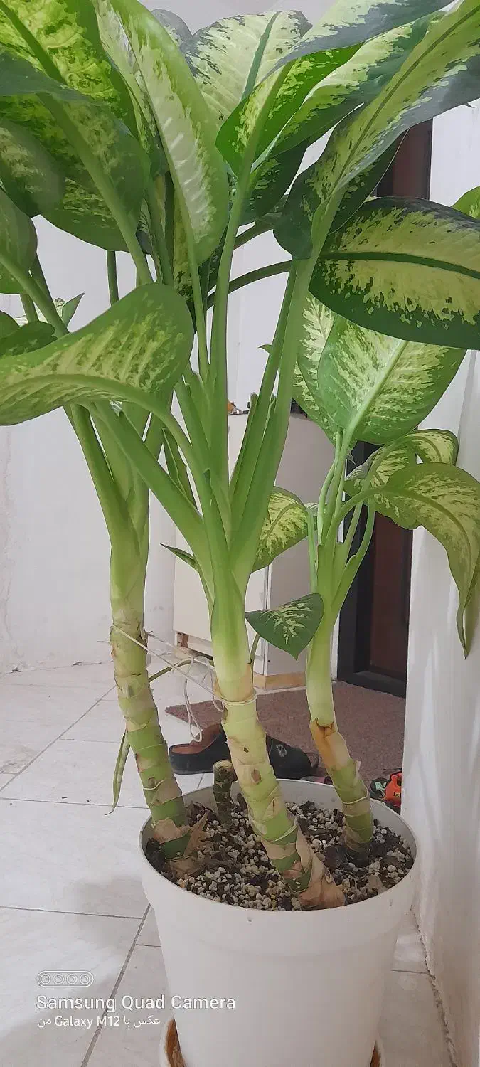 فروش فوری گل دیفن|گل و گیاه طبیعی|مسجد سلیمان, |دیوار