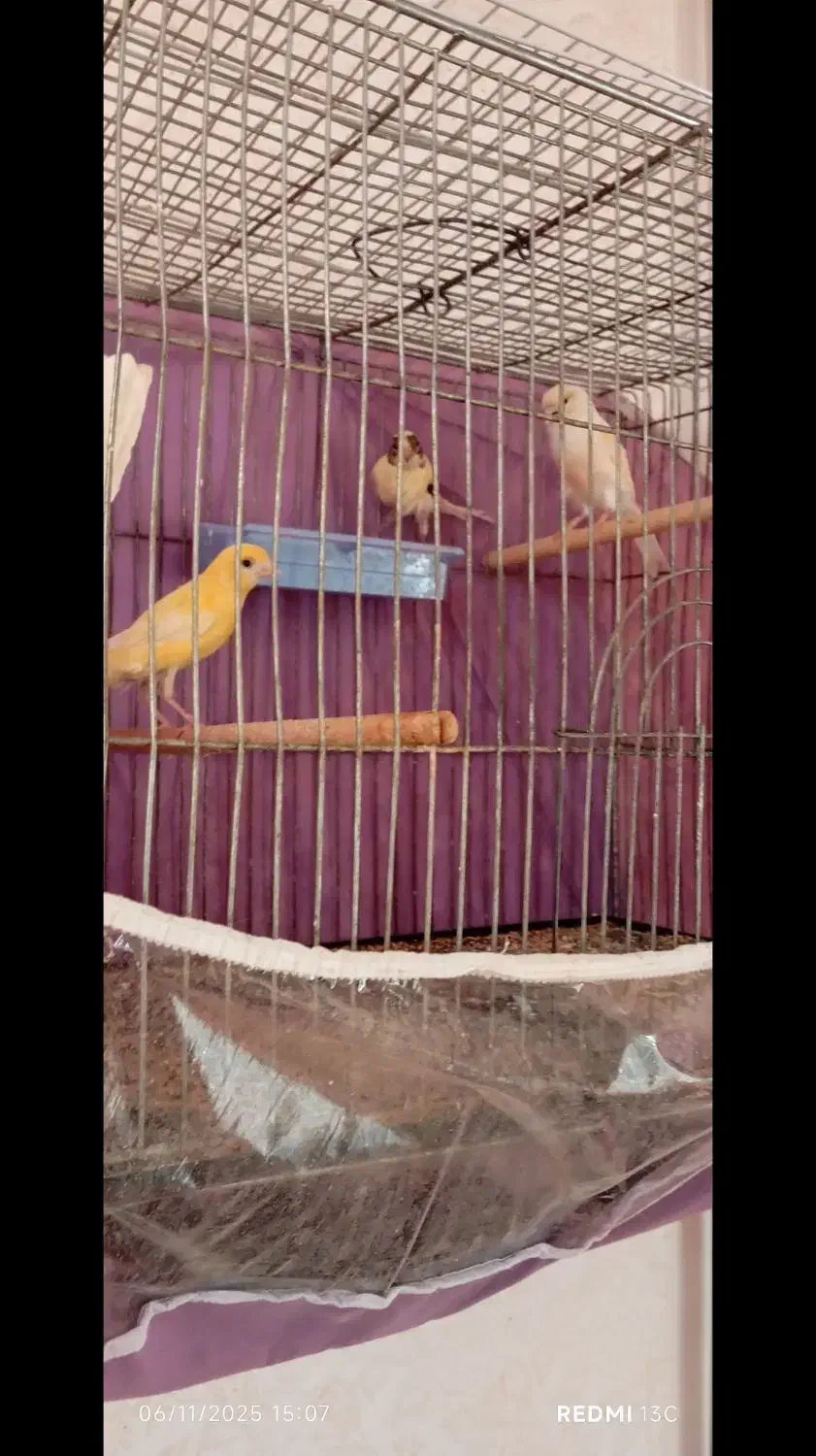 3عدد قناری|پرنده|تربتحیدریه, پائین ولایت|دیوار