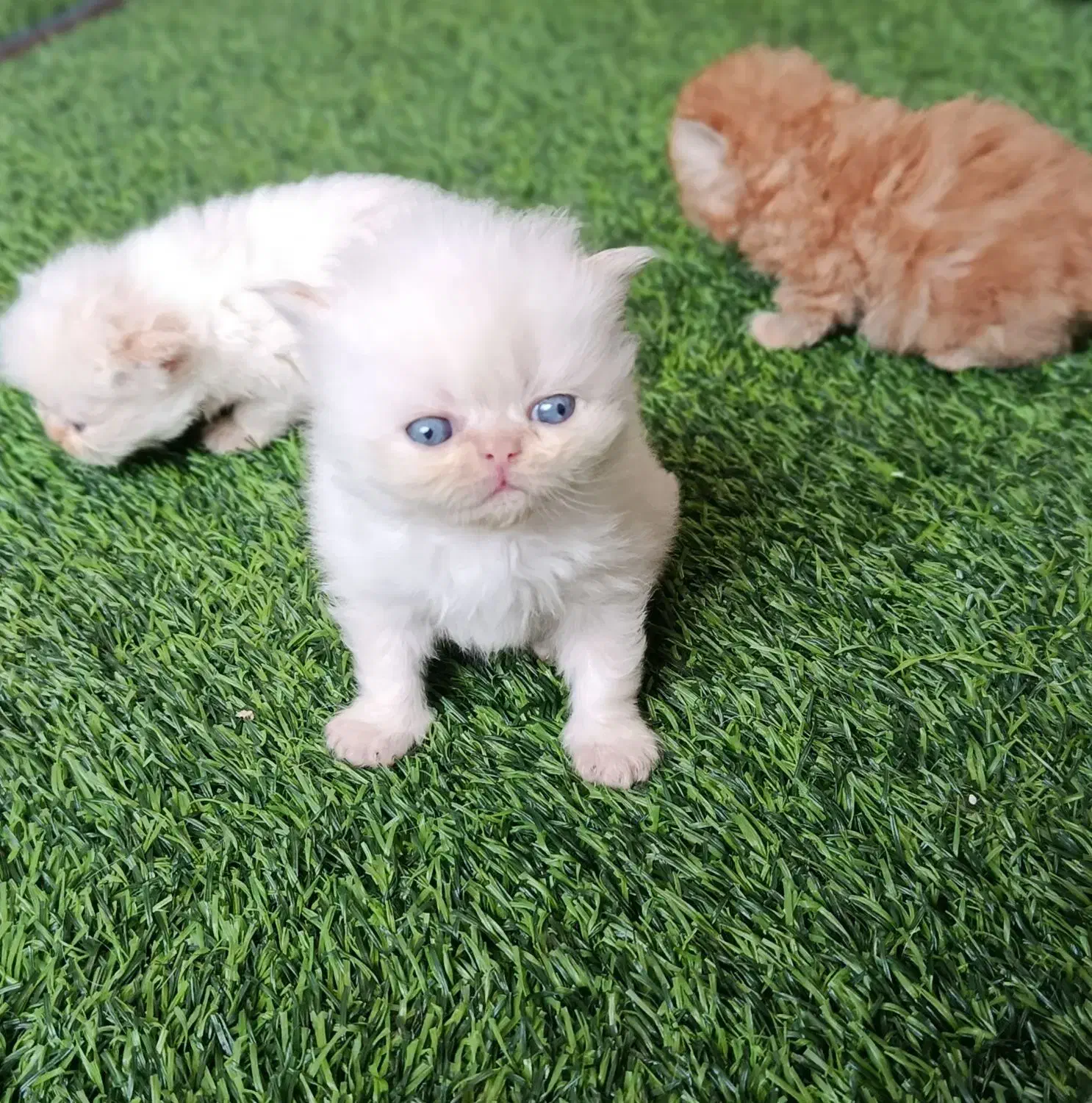 فروش گربه|گربه|بوکان, |دیوار