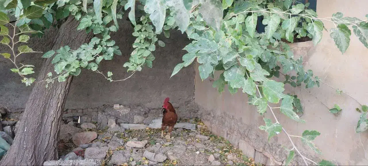 جوجه مرغ خروس (کردی -ماشینی)|حیوانات مزرعه|کرمانشاه, |دیوار