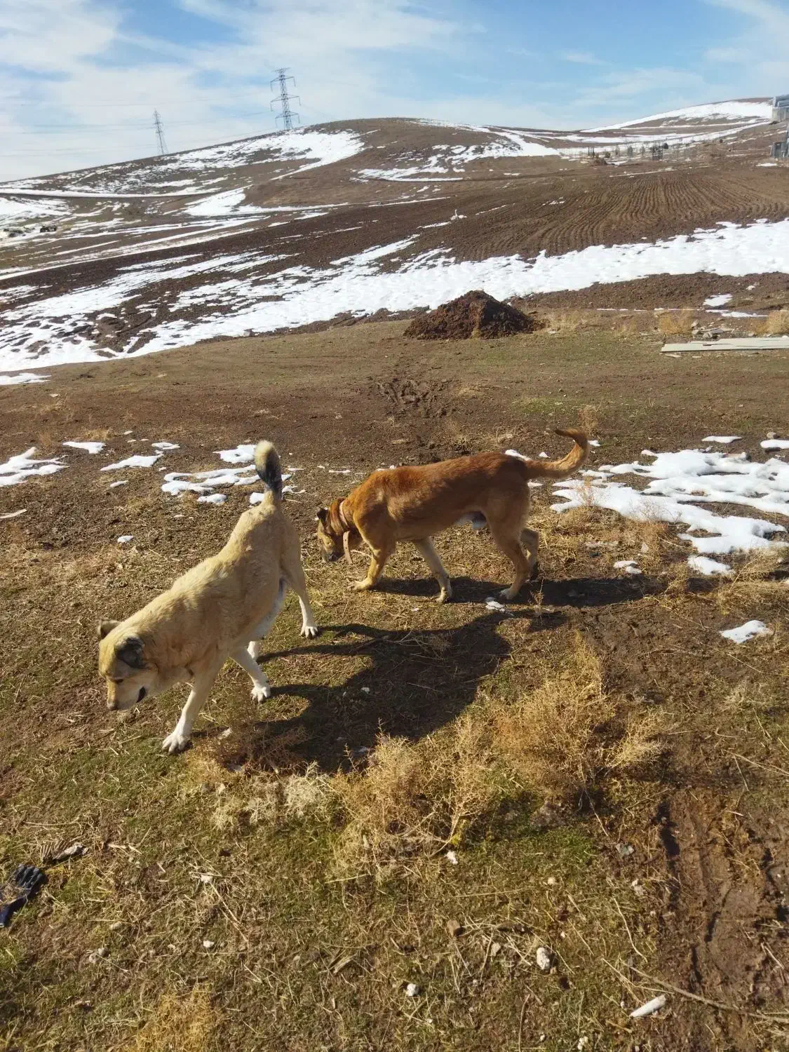 سراب گله ای|سگ|قزوین, |دیوار