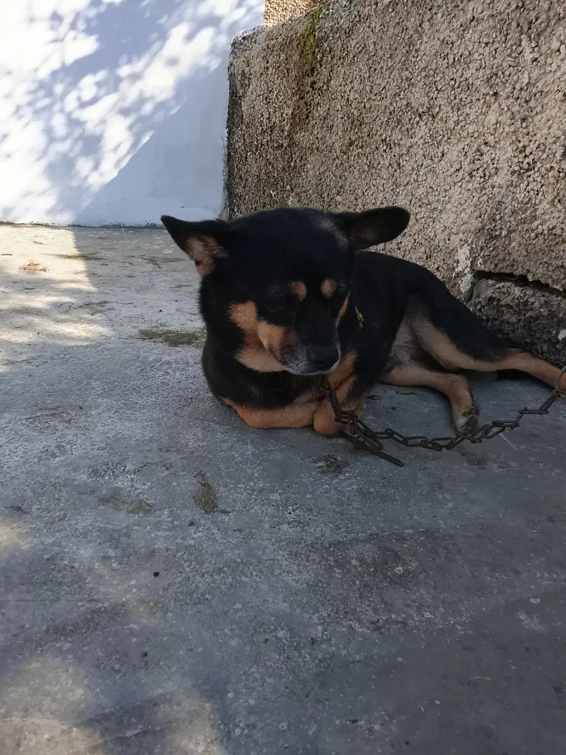 سگ پاکوتاه نژاد دار|سگ|نوشهر, |دیوار