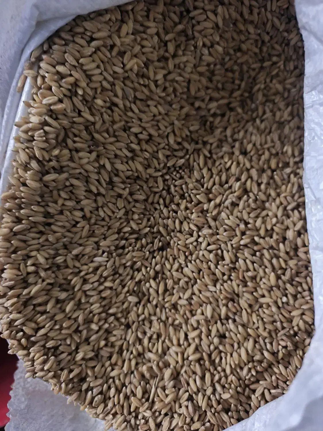 گندم|خوردنی و آشامیدنی|مرودشت, پشت سایپا|دیوار