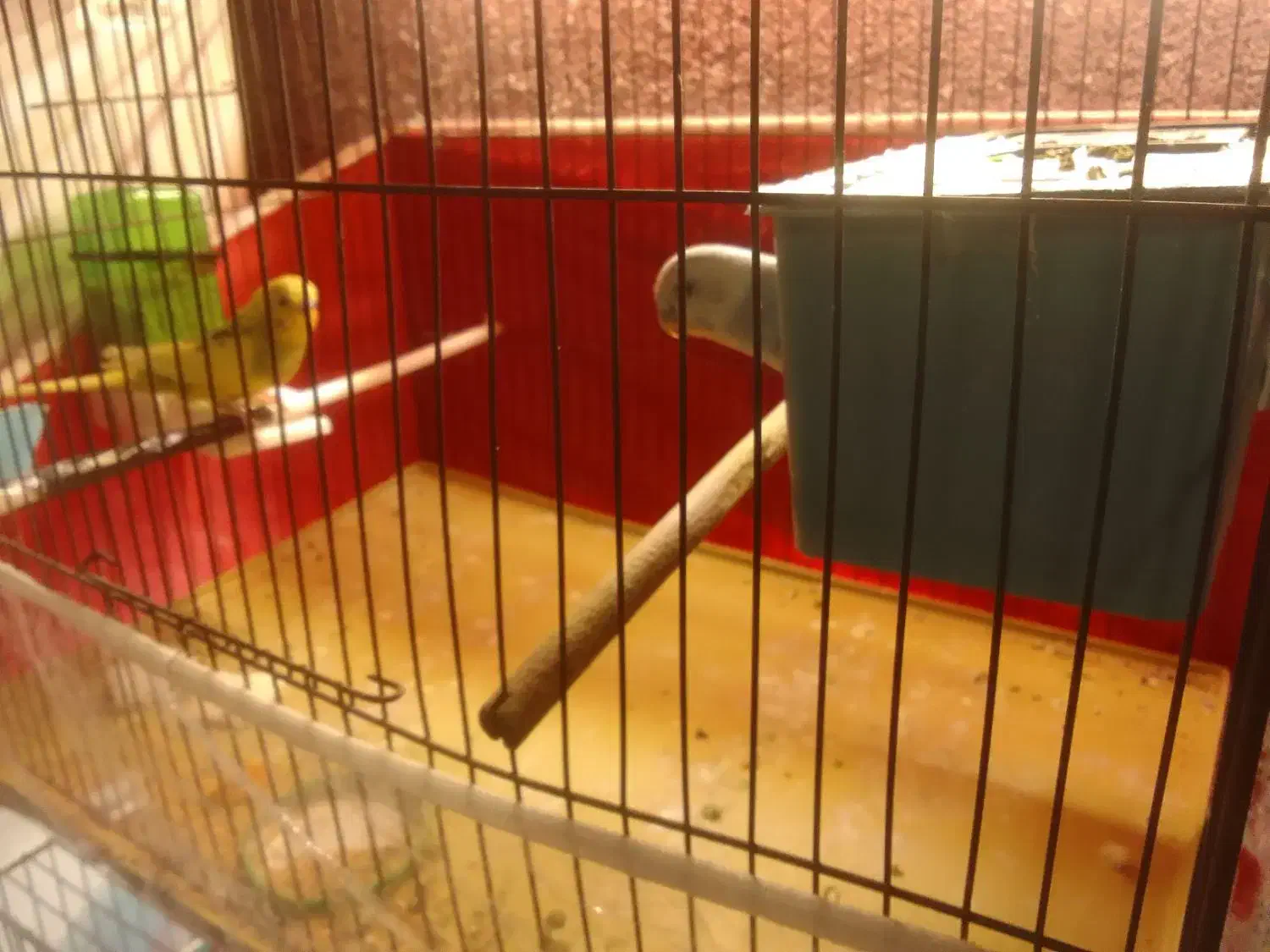 مرغ عشق|پرنده|اردبیل, |دیوار