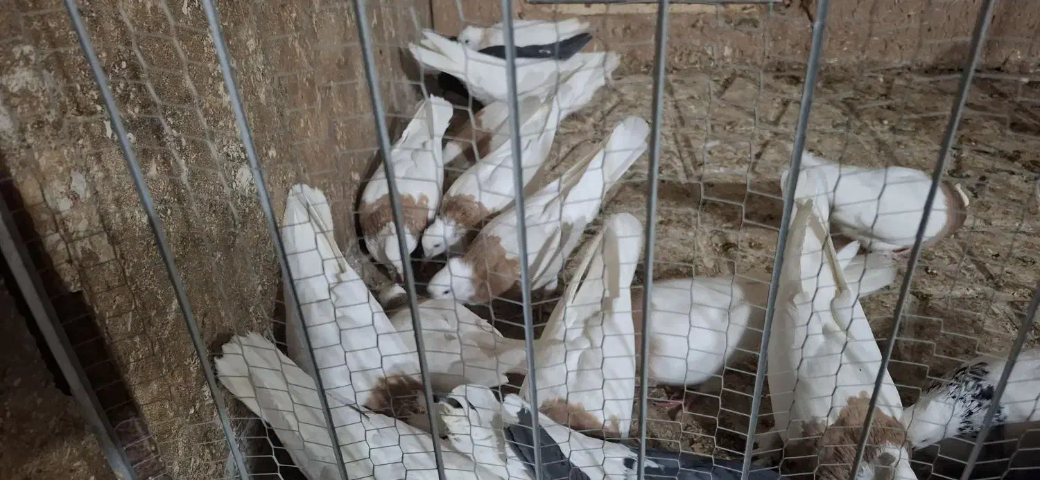 کبوتر طوقی زرد|پرنده|سبزوار, قصبه شرقی|دیوار