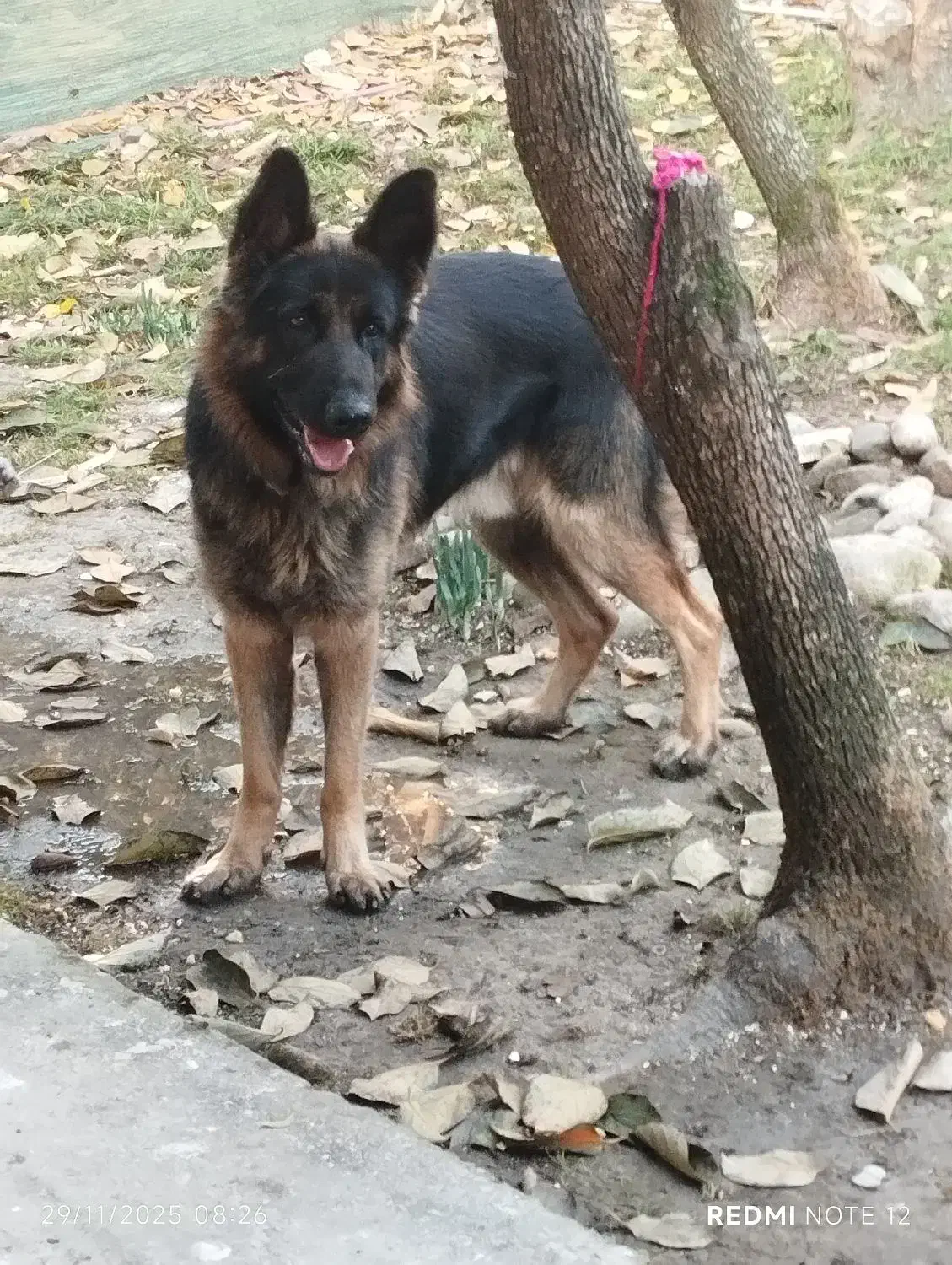 ژرمن شیپر|سگ|خرمآباد (تنکابن), |دیوار