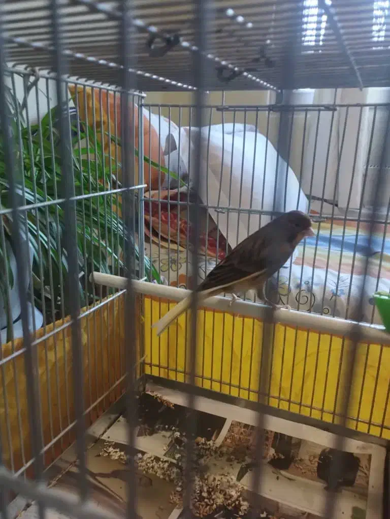 پرنده قناری|پرنده|پردیس, فاز ۴|دیوار