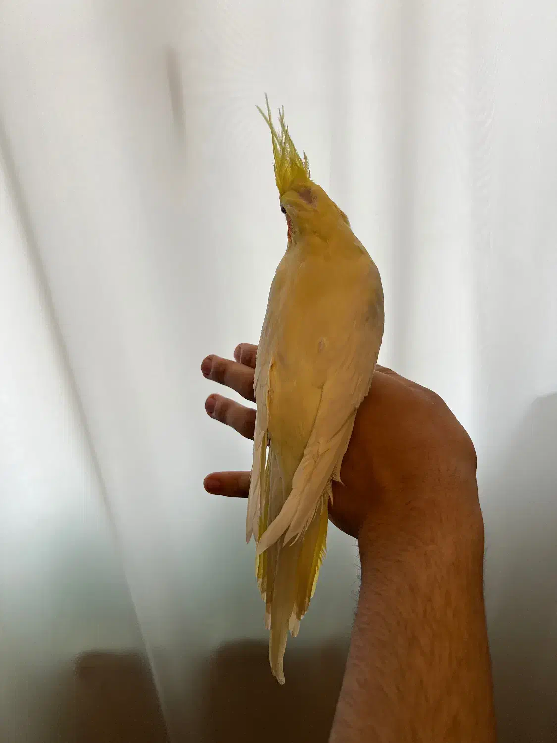 طوطی عروس هلندی|پرنده|لنگرود, |دیوار