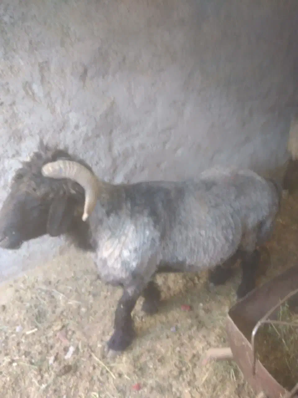 فروش بره قوچ مرغوب بختیاری و عربی|حیوانات مزرعه|مهریز, |دیوار