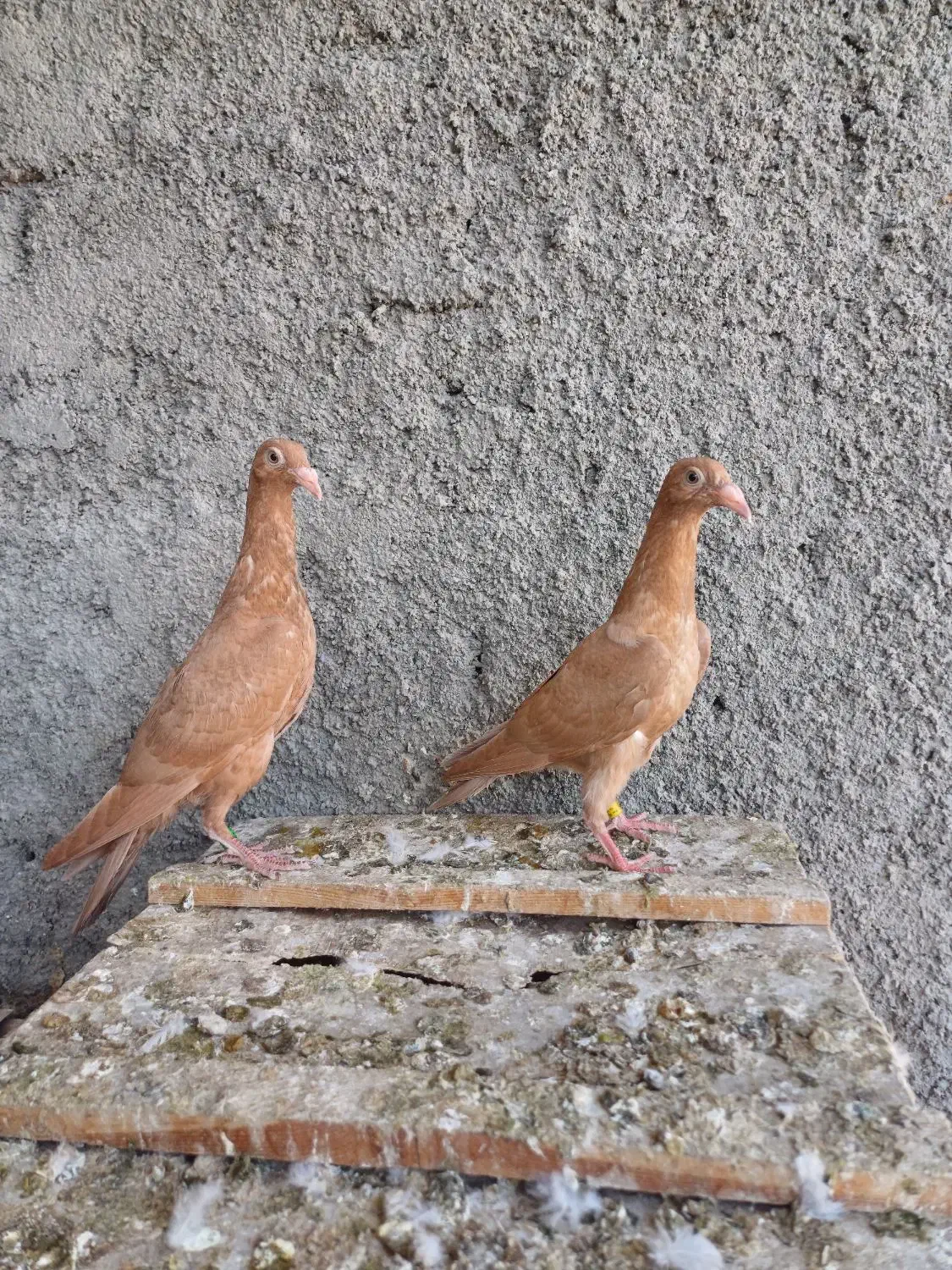 کبوتر|پرنده|داراب, |دیوار