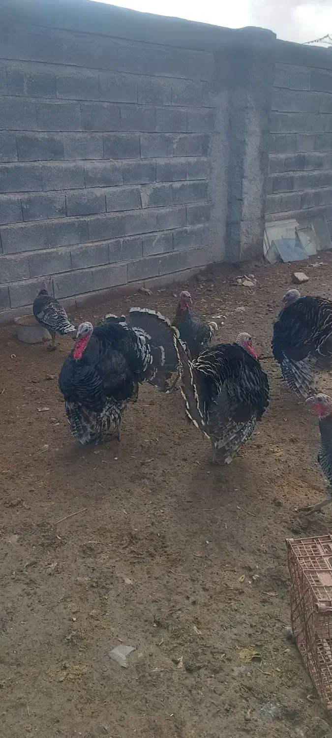 بوقلمون نرمحلی|حیوانات مزرعه|ماهیدشت, |دیوار