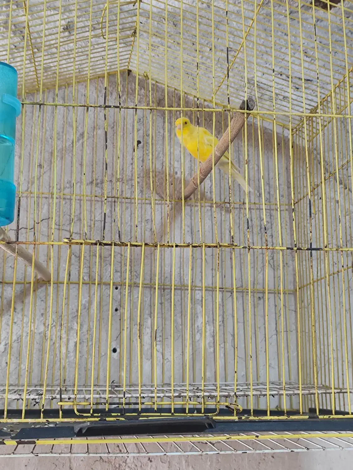 قناری طلایی مست شلاقی|پرنده|خورموج, |دیوار