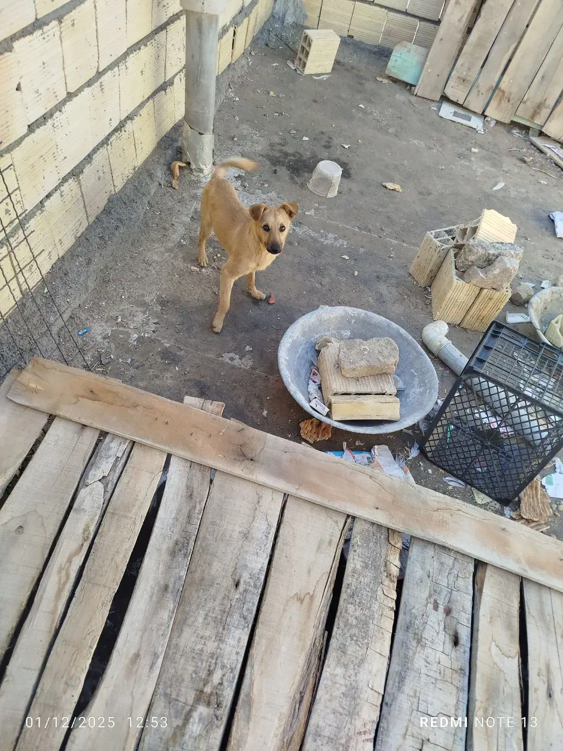 سگ پاکوتاه ماده|سگ|آشخانه, |دیوار