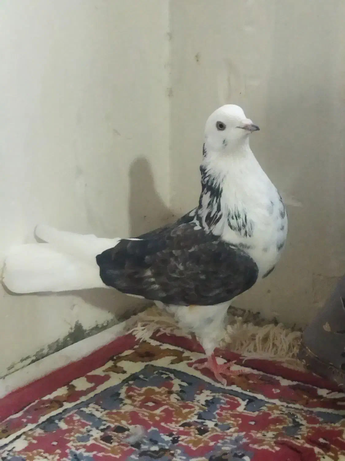 کبوتر|پرنده|نهاوند, |دیوار