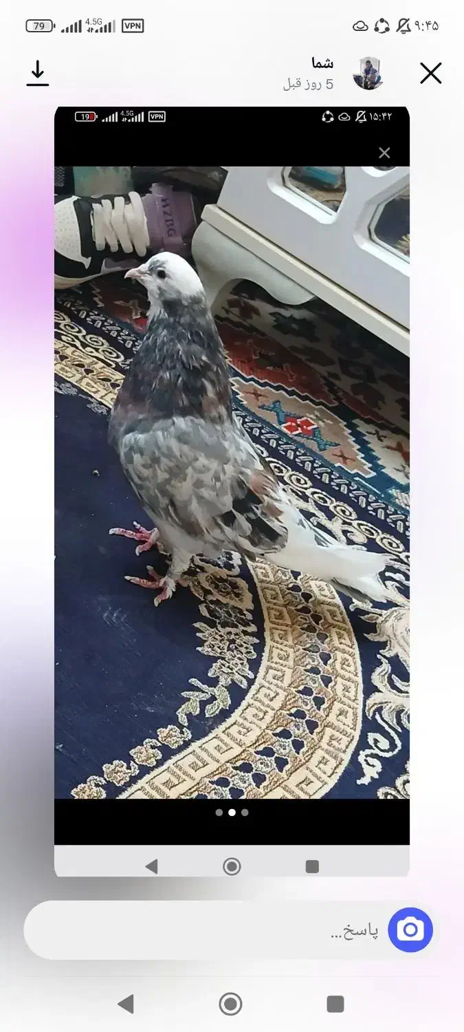 کفتر شازده|پرنده|نورآباد, |دیوار