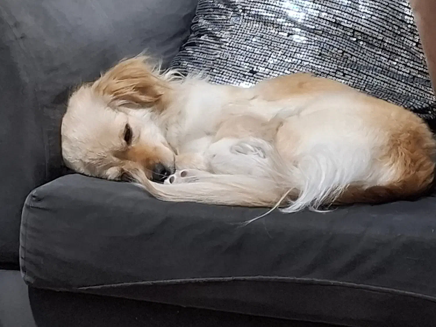 گمشده|حیوانات|ورامین, ورامین|دیوار