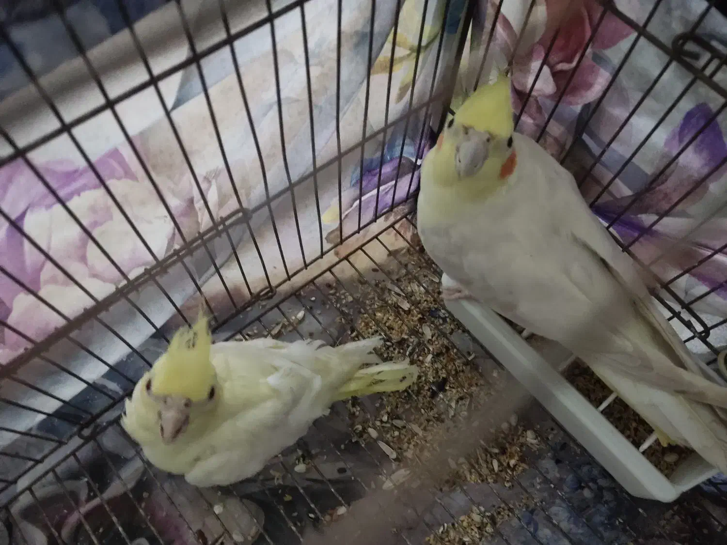 فروش سه عدد عروس هلندی|پرنده|رشت, دخانیات|دیوار