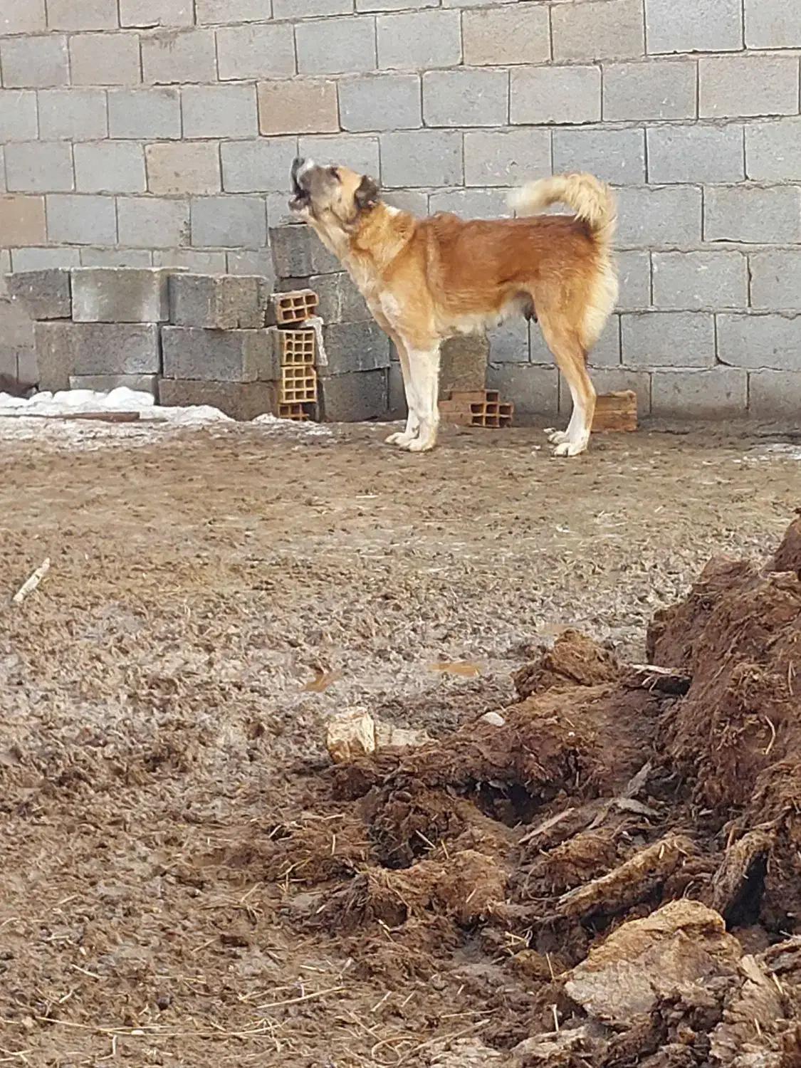 ماده سراب|سگ|صوفیان, |دیوار