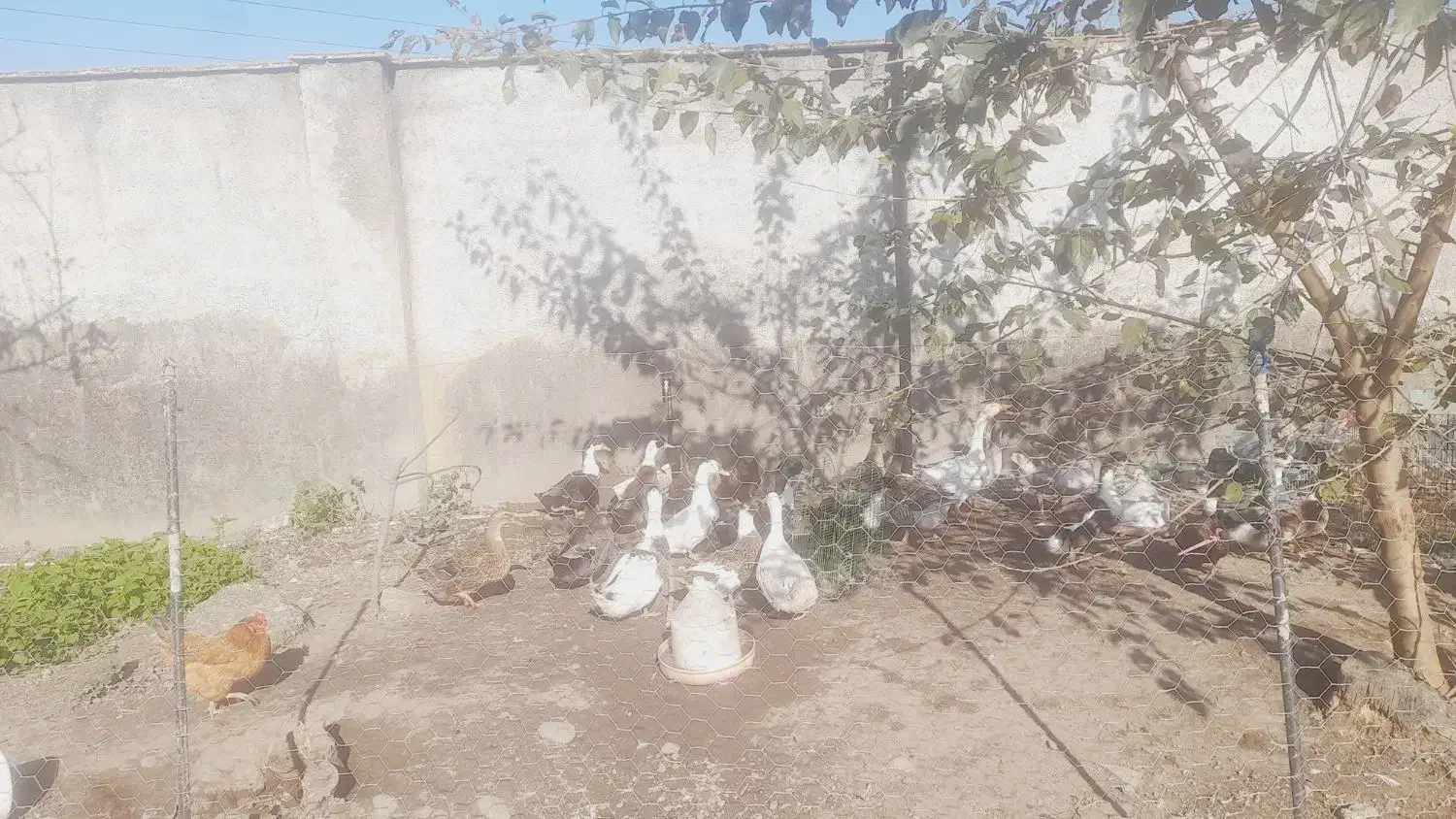 سلام حدود۴۰ عدد اردک نر ماده همه تخم کن|حیوانات مزرعه|رشت, یخسازی|دیوار