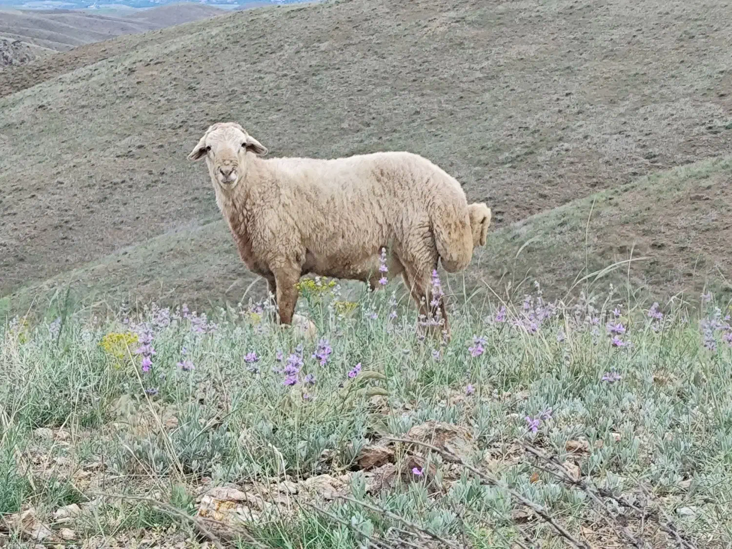 قوچ نژادمغانی|حیوانات مزرعه|اهر, |دیوار