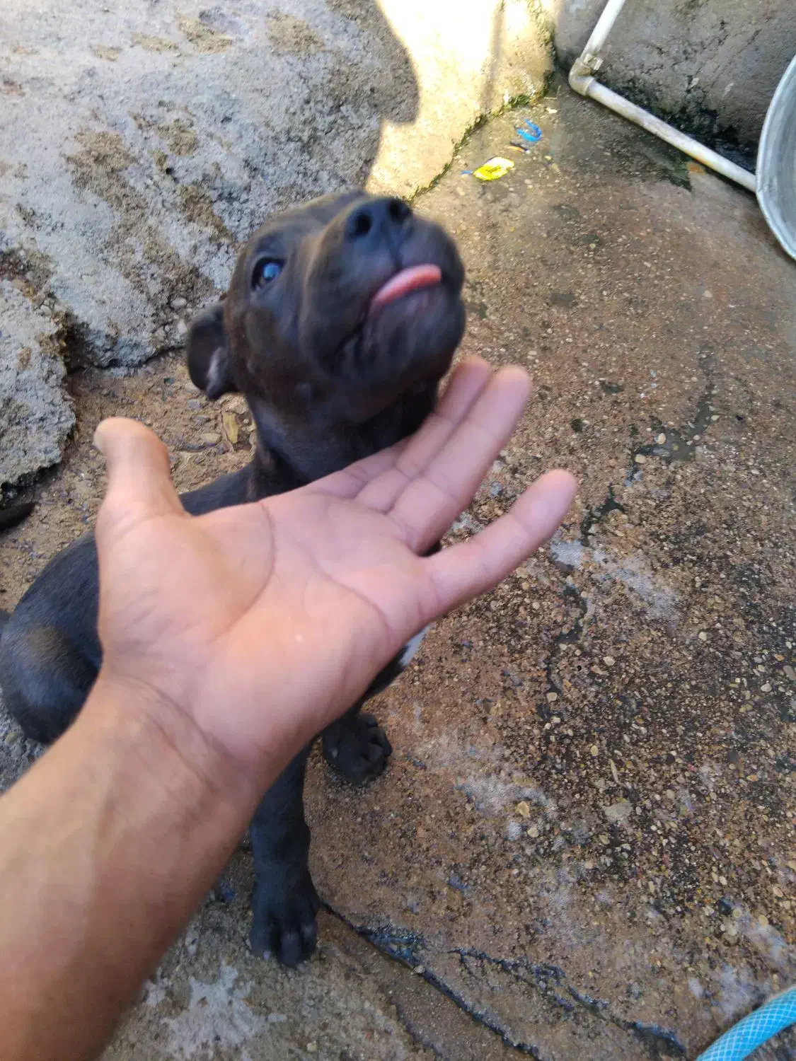 حیوان|سگ|مسجد سلیمان, |دیوار