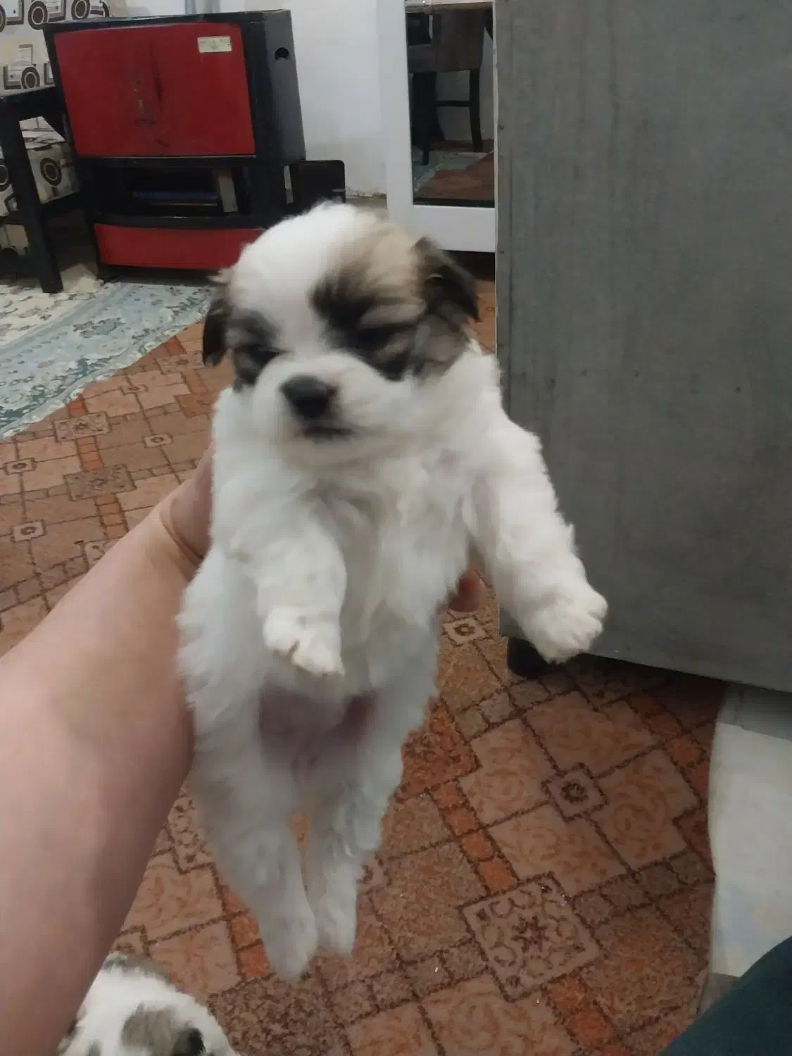 واگذاری سگ|سگ|زرندیه, |دیوار