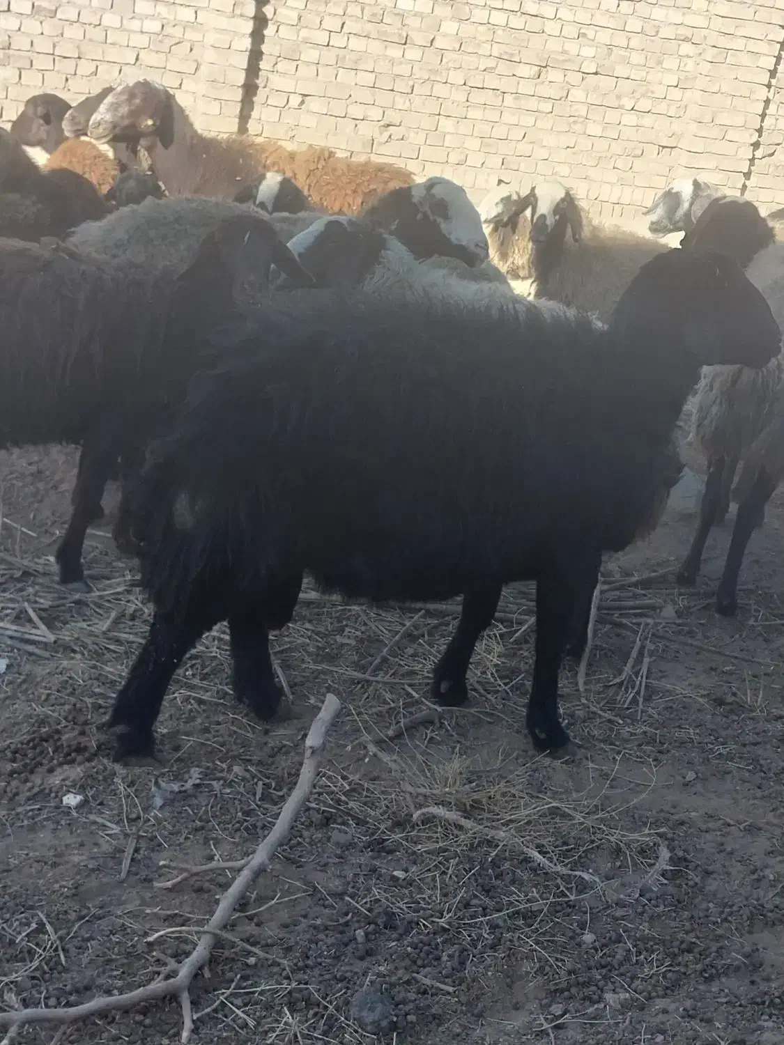 قوچ قرقزل|حیوانات مزرعه|طاغنکوه, |دیوار