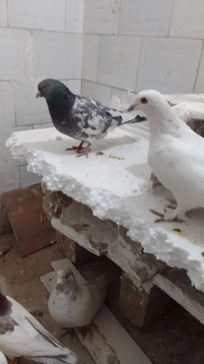 کفتر پرشی|پرنده|شیروان (خراسان), |دیوار