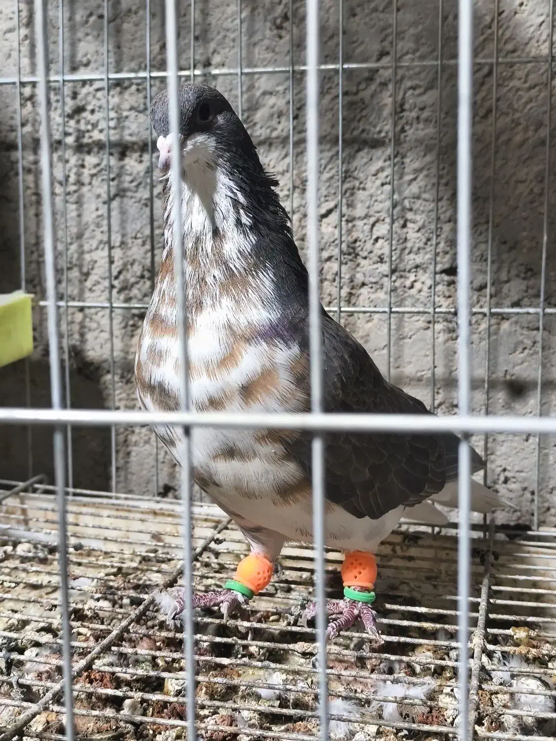 شهری . چپ قهوه‌ای گلدار گل زرد|پرنده|سپیدان, |دیوار