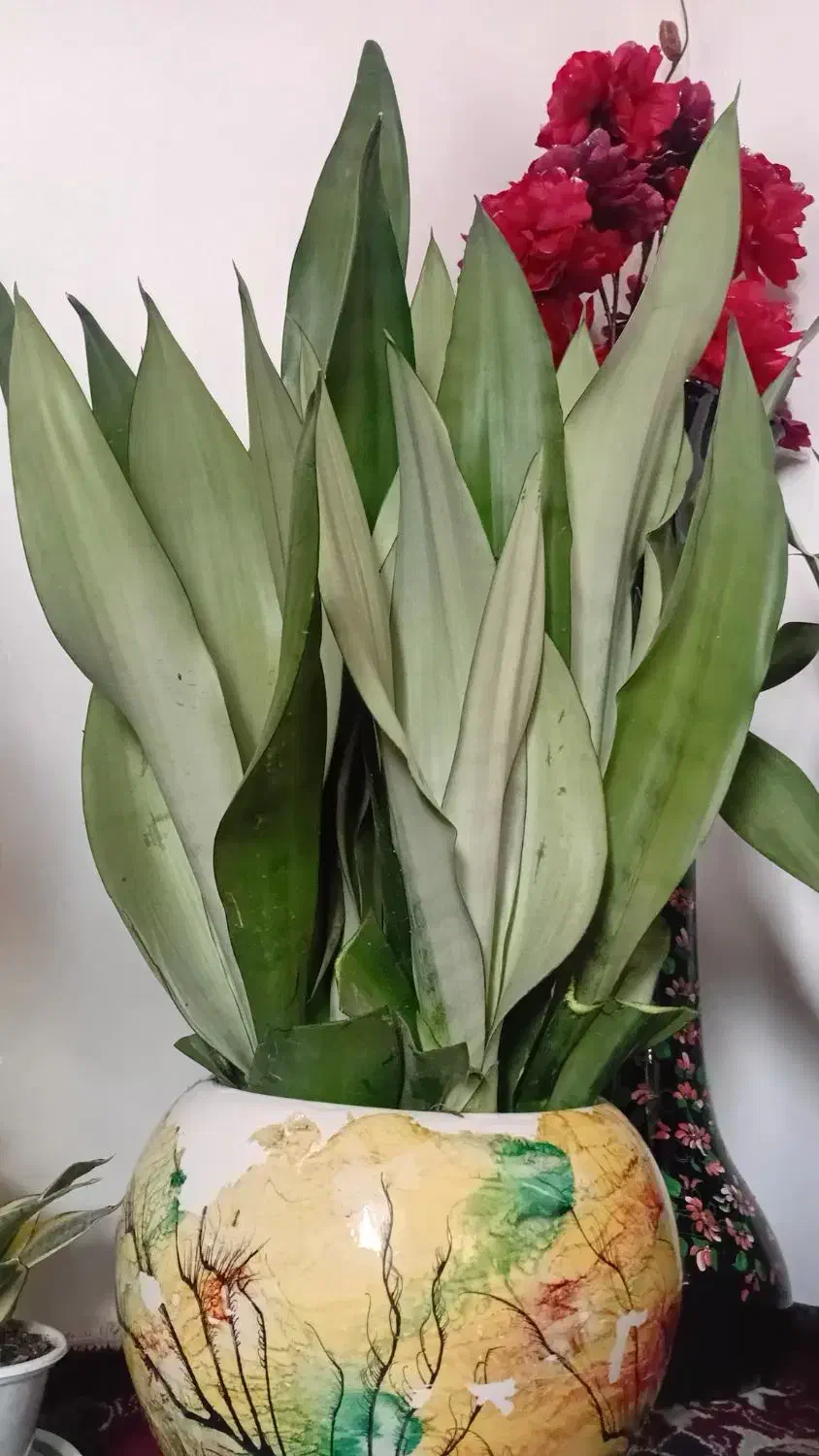 سانسوریا|گل و گیاه طبیعی|لاهیجان, آهندان|دیوار