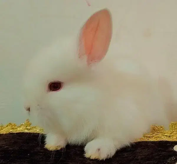 خرگوش جرسی نژاد دار کوچولو ملوس|موش و خرگوش|یزد, |دیوار