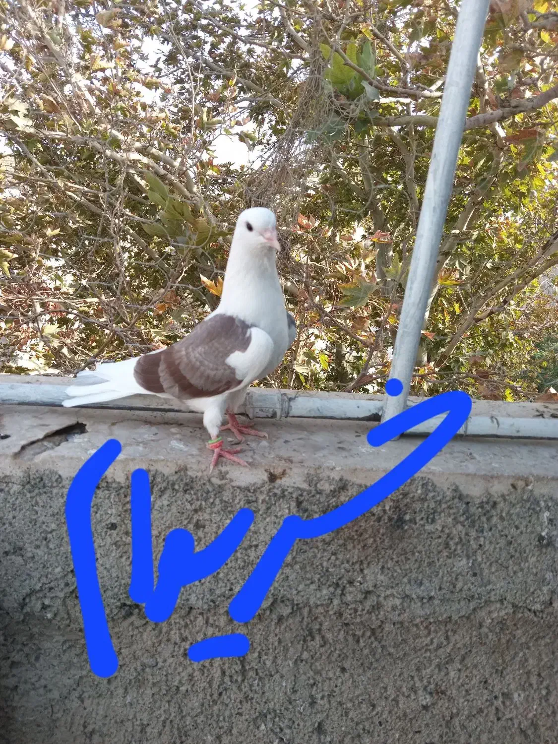 کبوتر تعداد|پرنده|شهریار, شهرک وائین|دیوار