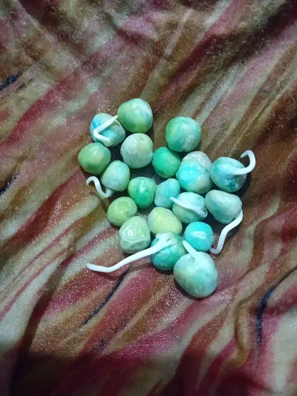 نخود فرنگی آمریکایی دارم|خدمات باغبانی و درختکاری|گنبد کاووس, |دیوار