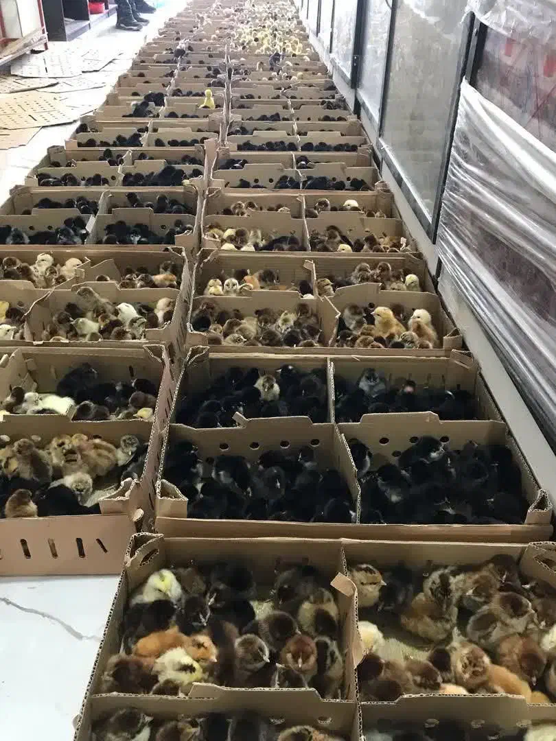 انواع جوجه یک روزه عمده کمترین قیمت|حیوانات مزرعه|کرمان, |دیوار