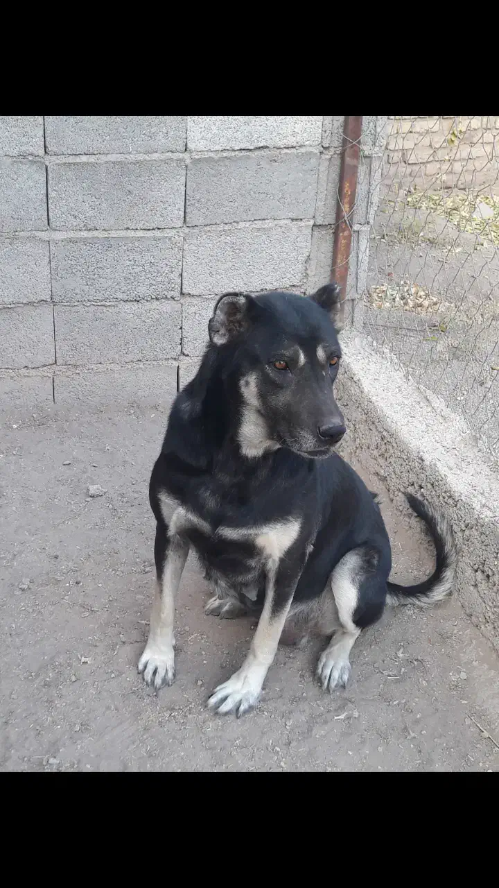 سگ ماده|سگ|زنجان, |دیوار