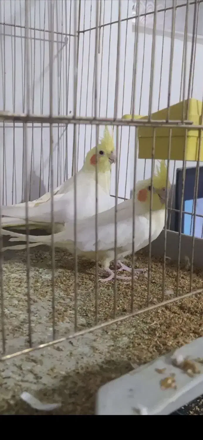 عروس هلندی حفت مولد|پرنده|فردیس, شهرک شهید حسینی|دیوار