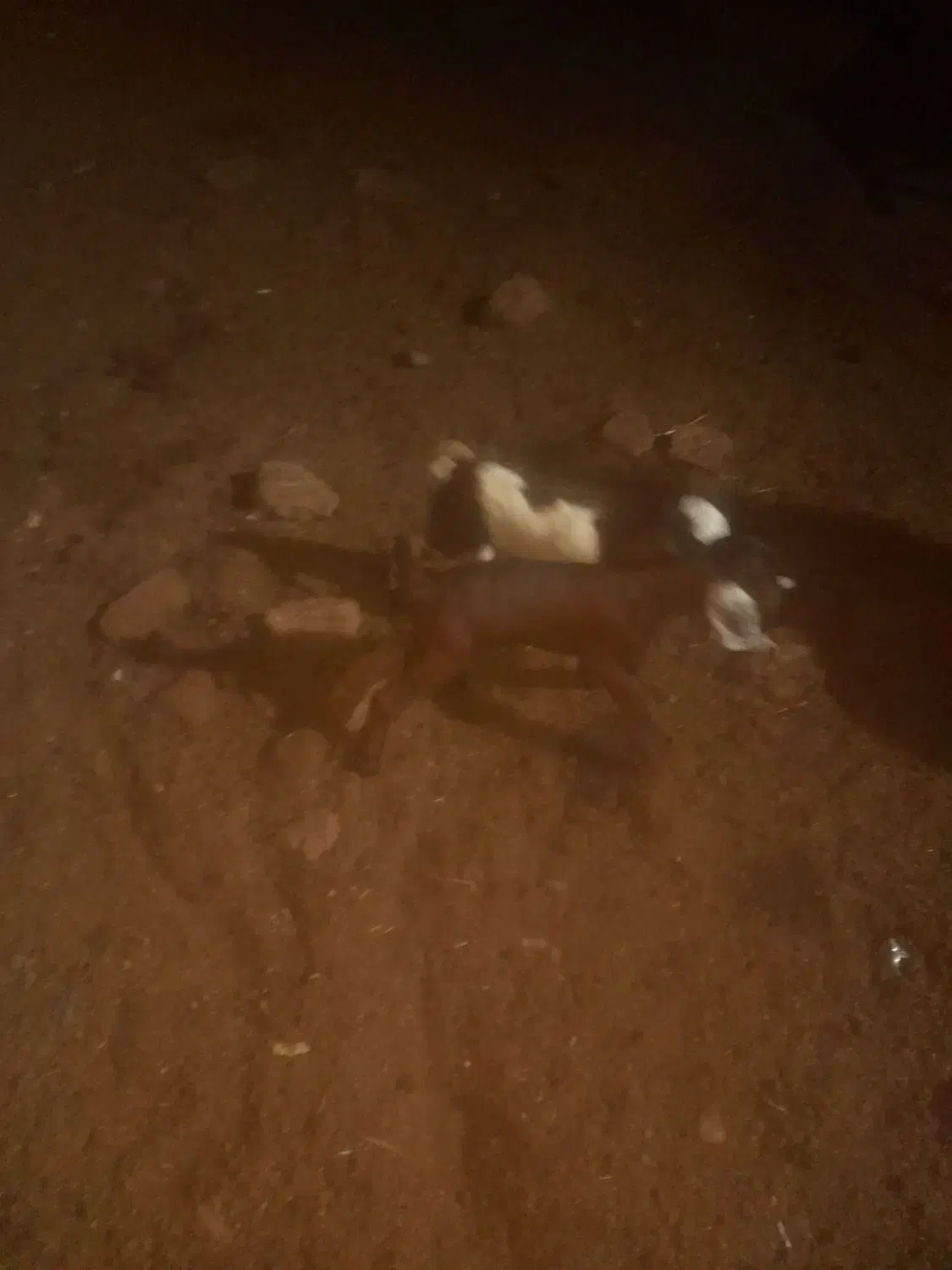 یک عدد بز زاییده دوقلو|حیوانات مزرعه|سبزوار, قصبه غربی|دیوار