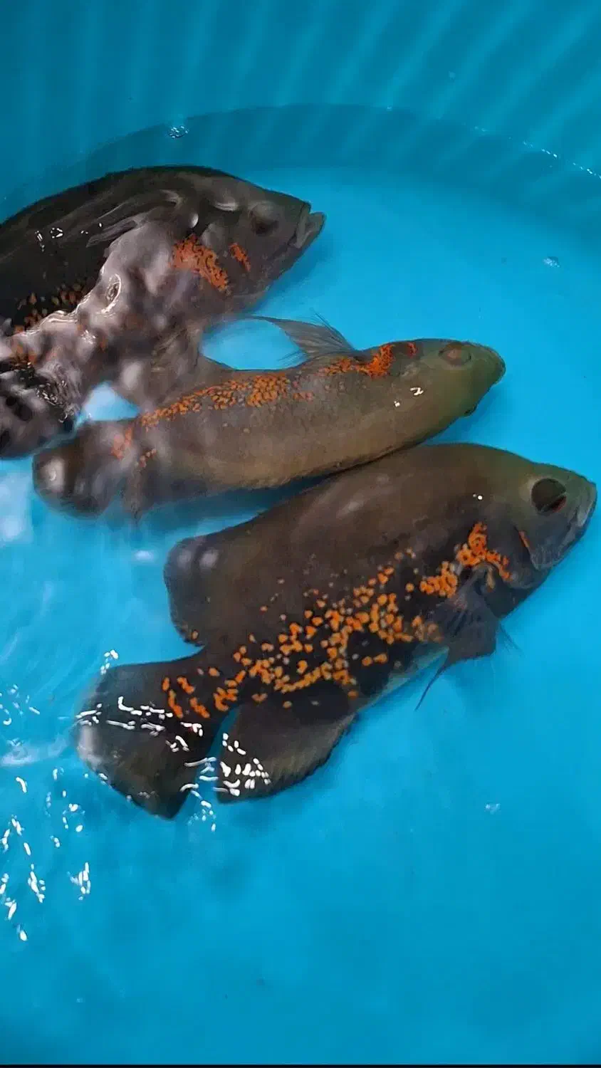 ماهی اسکار و پنکوسی شکاری و پرت|ماهی|تهران, سبلان (لشگر)|دیوار